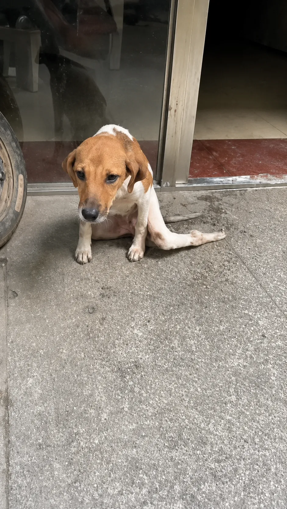 A Paralyzed Dog Sat Alone on the Sidewalk