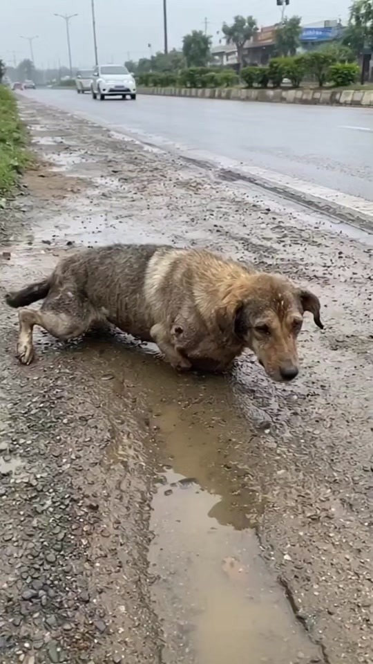 A Paralyzed Dog Was Crawling Beside a Busy Road