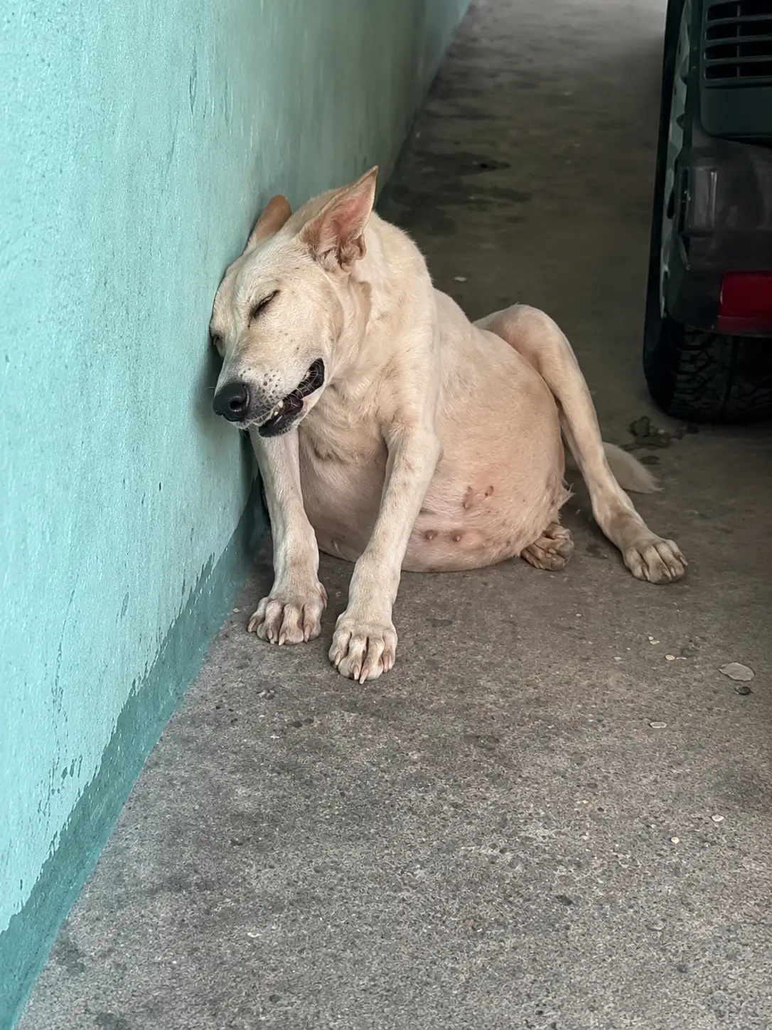 A Pregnant Stray Dog Collapsed in a Narrow Hallway