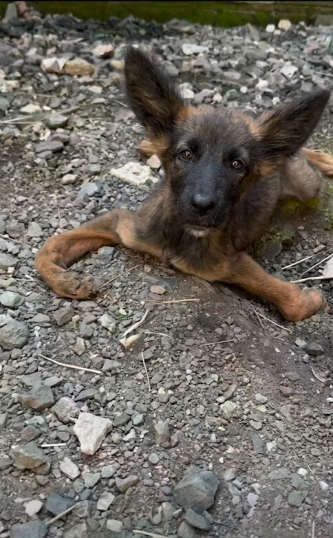 A Puppy No One Thought Could Walk Again