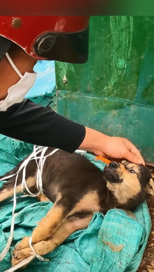 A Puppy Was Found Tied Beside the Trash