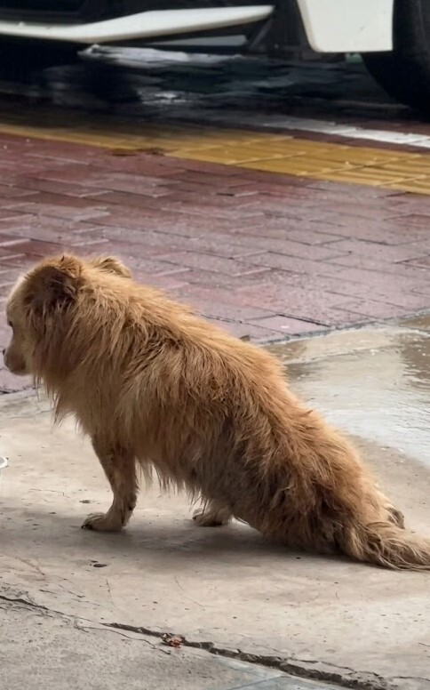 A Rain-Soaked Dog No One Could Ignore