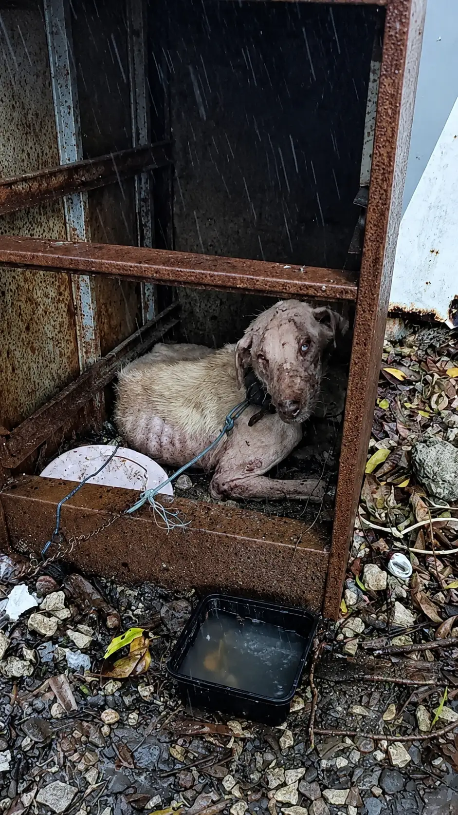 A Rain-Soaked Dog Was Found Chained in the Mud