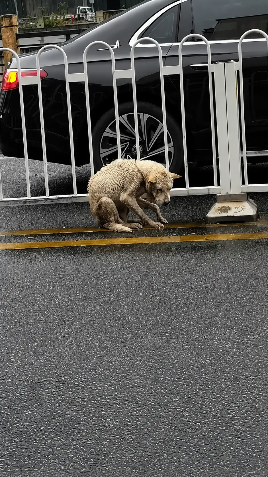 A Shivering Stray Dog Was Found Alone on the Road