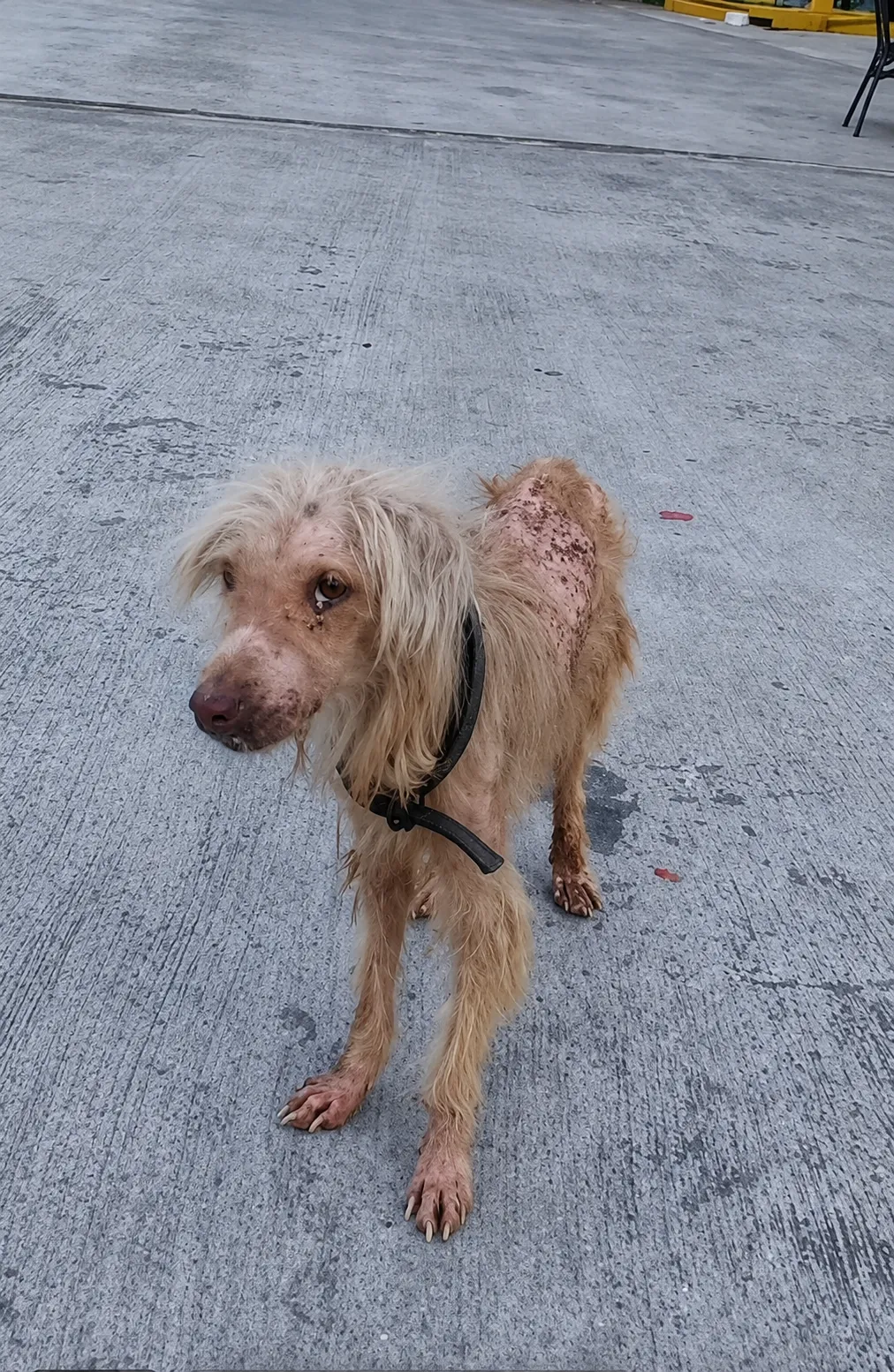 A Sick and Starving Dog Waiting at a Gas Station