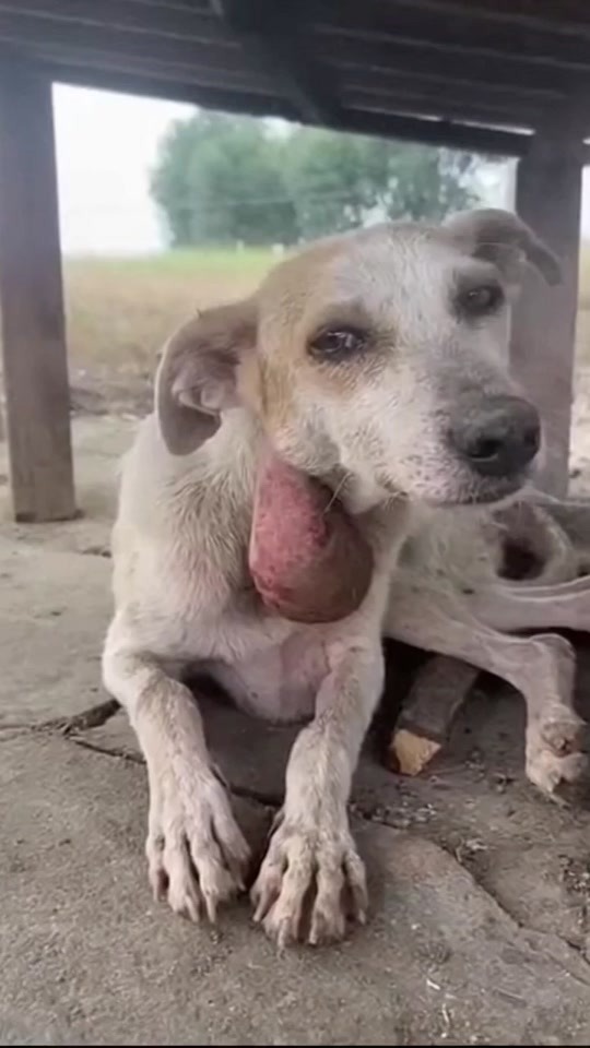 A Sick Dog Hiding Under an Old Shelter