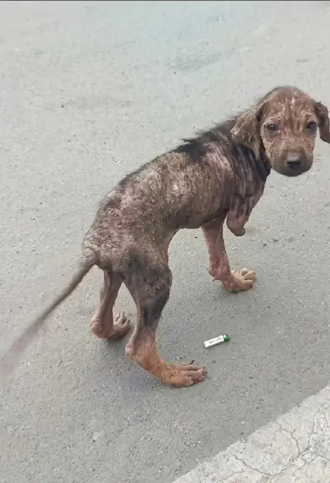 A Sick Stray Puppy Looked Back for Help