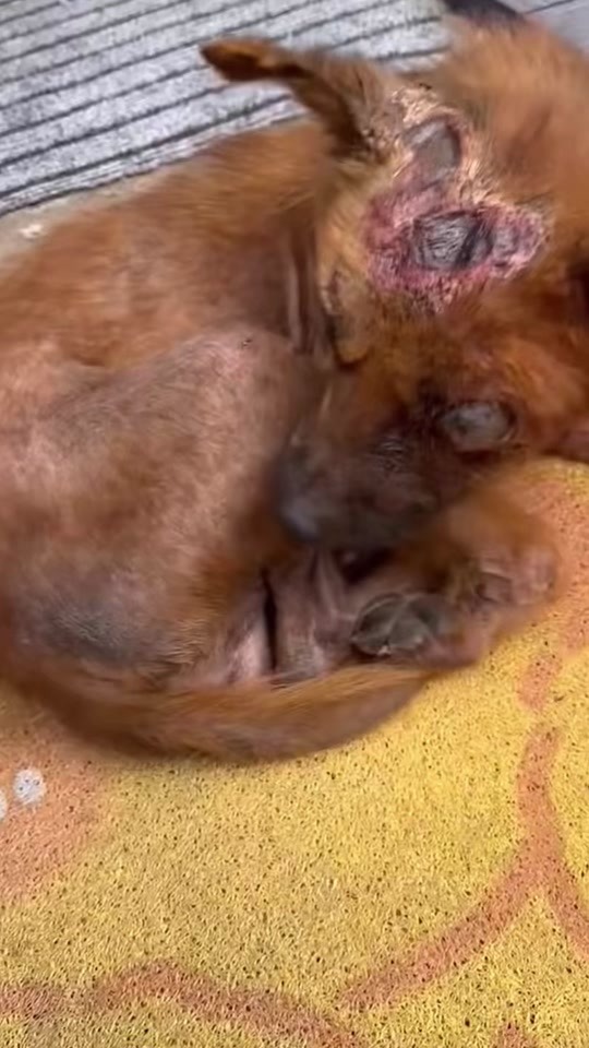 A Small Brown Dog Lying Too Still