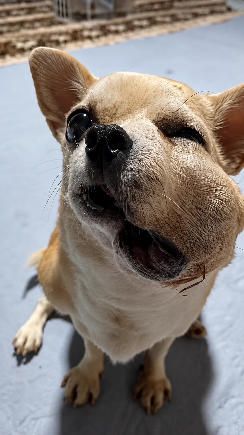 A Small Dog Carrying Too Much Pain