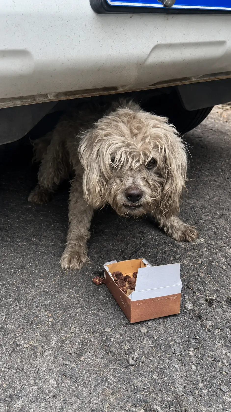 A Small Dog Hiding Beneath a Car