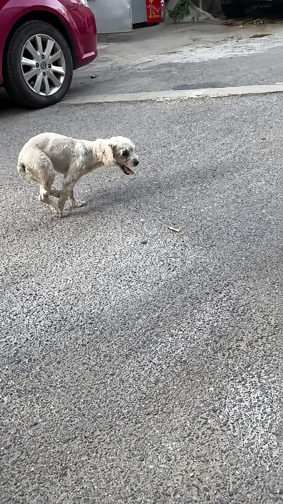 A Small Dog Left Alone on the Street