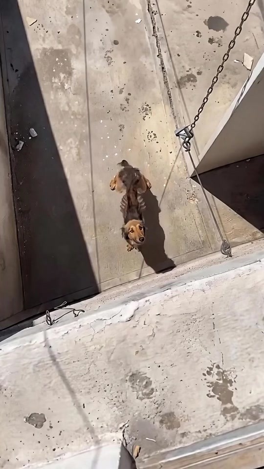 A Small Dog Trapped in a World of Concrete