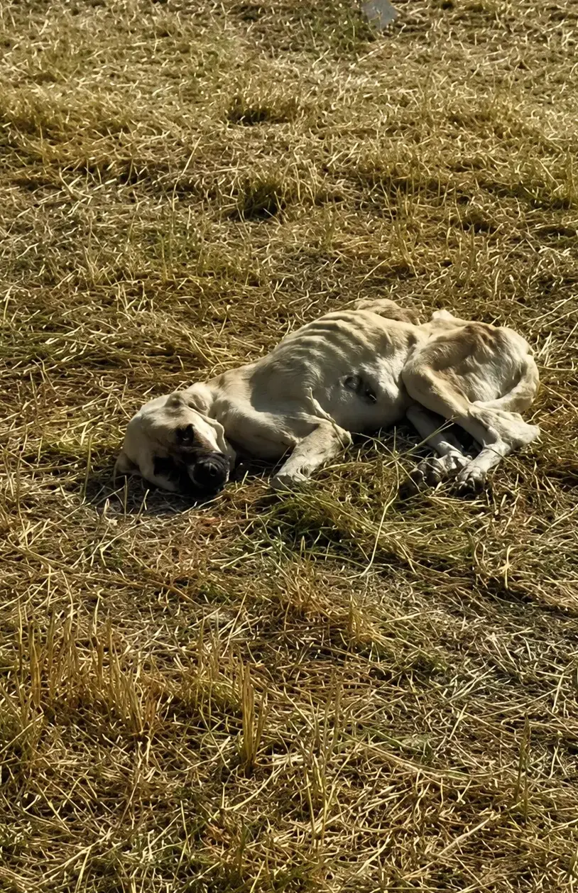 A Starving Dog Lay Motionless in the Field