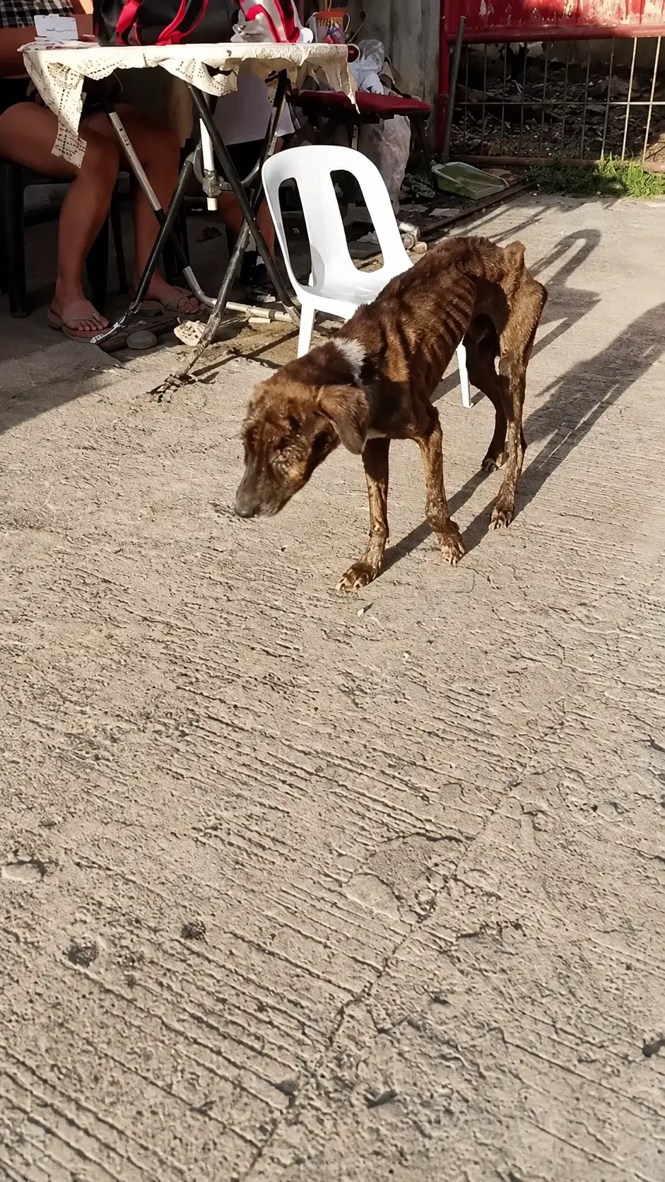 A Starving Dog Walked Down the Street Like a Shadow