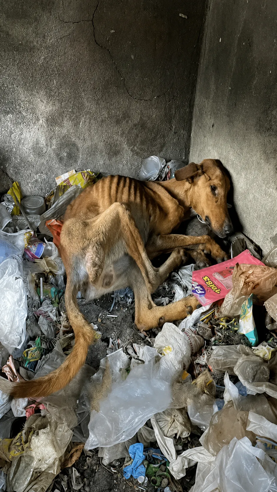 A Starving Dog Was Found Crying in a Pile of Trash