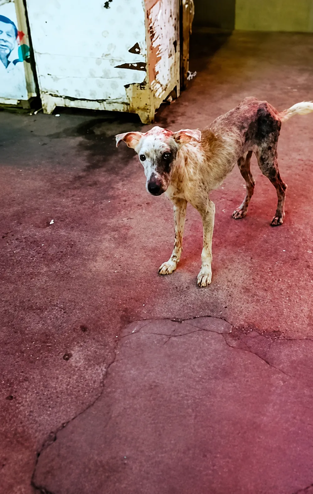A Starving Dog With No Fur Ran From Every Hand