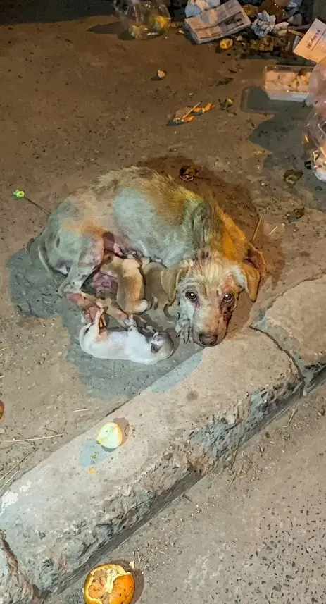 A Starving Mother Dog Refused to Leave Her Newborn Puppies