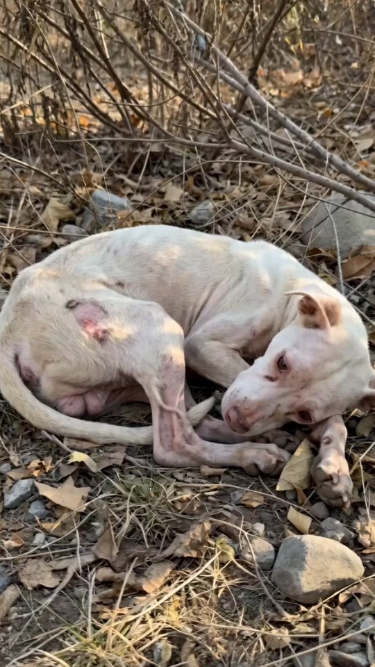 a Starving White Dog Curled Up in the Dry Leaves