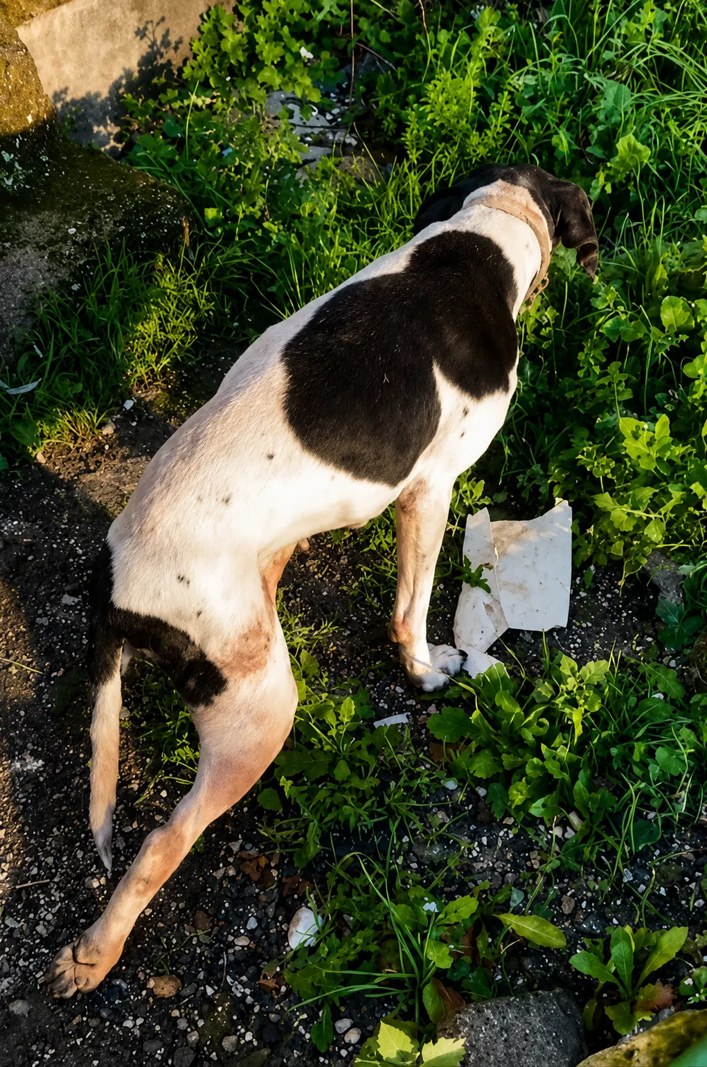 A Stray Dog Found in a Painful and Dangerous Condition