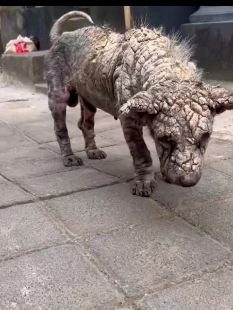 A Stray Dog Hidden Beneath Years of Pain