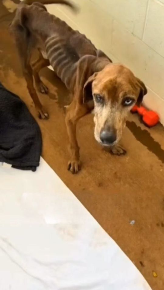 A Stray Dog Named Chief Arrived With Nothing Left