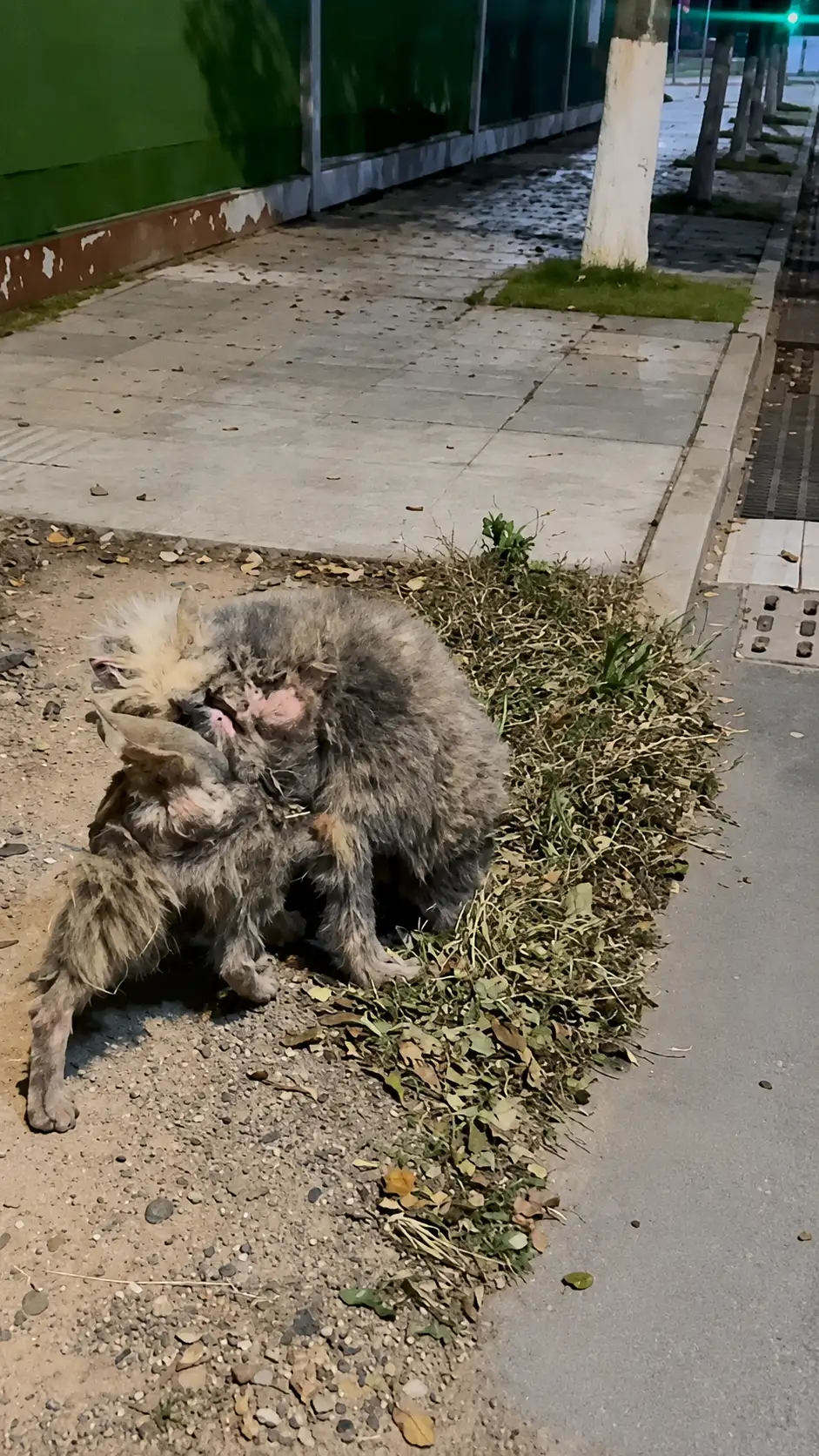 A Stray Dog With Bare Patches Wandered Alone