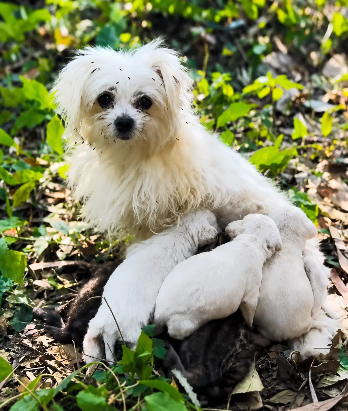 A Stray Mother Dog Was Found Nursing Her Puppies