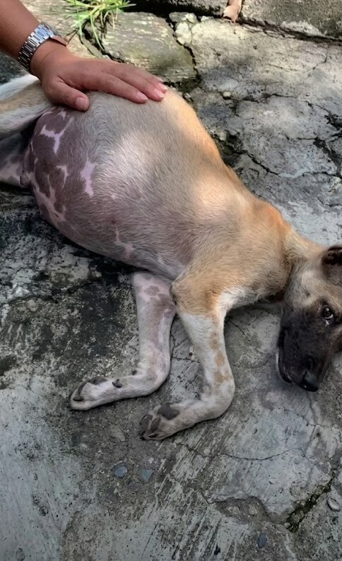 A Stray Puppy With a Huge Swollen Belly