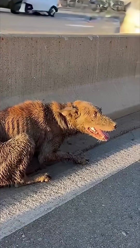 A Terrified Dog Was Found Soaked and Alone Beside a Highway