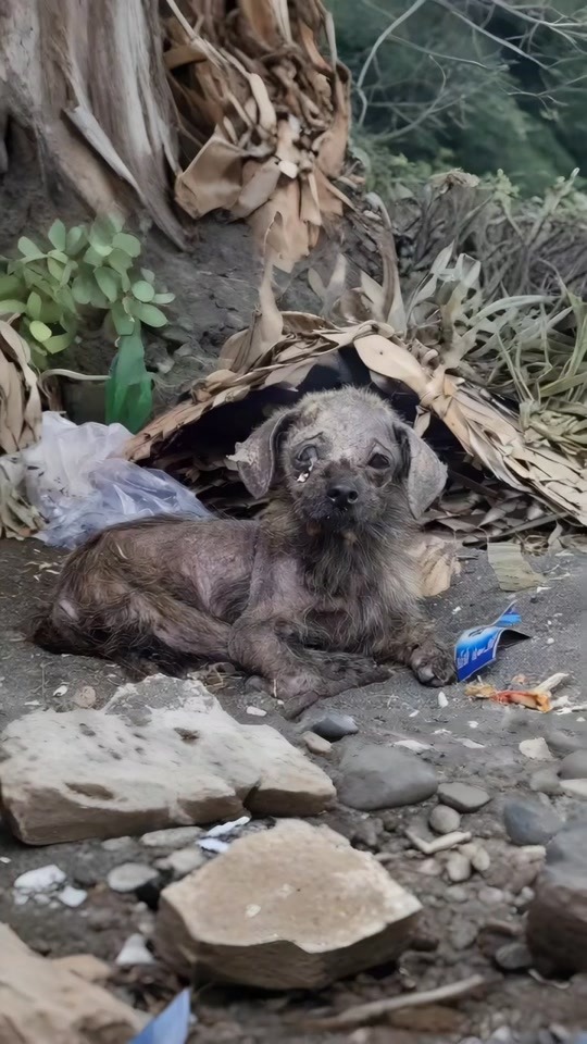 A Tiny Abandoned Puppy Was Found Covered in Dirt