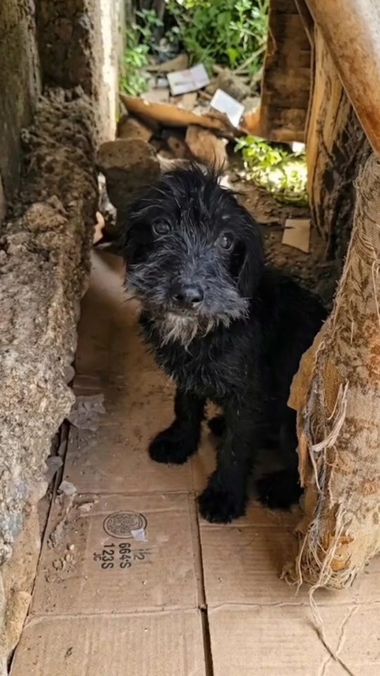 A Tiny Black Puppy Was Found Hiding Between Broken Walls