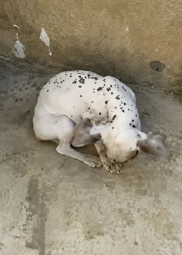 A Tiny Body Curled on the Ground