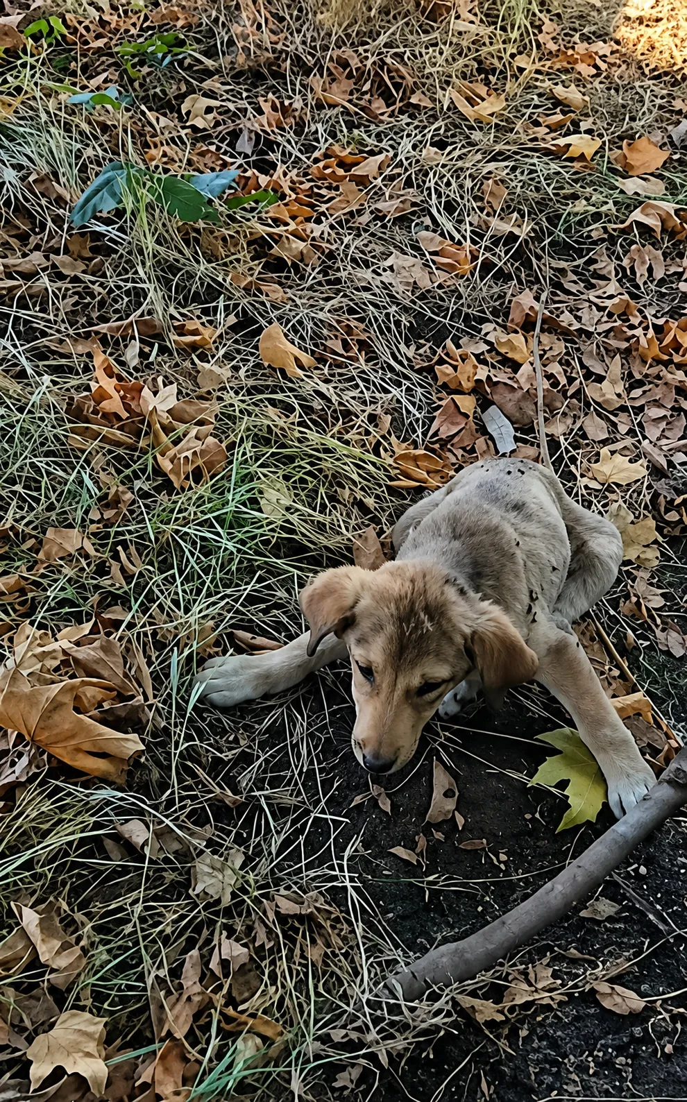 A Tiny Body Hidden Beneath the Tree