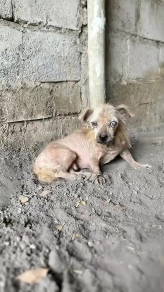 A Tiny Dog Cried Beside a Concrete Wall
