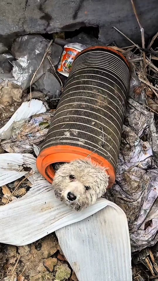 A Tiny Dog Trapped in a Dirty Pipe Was Crying for Days