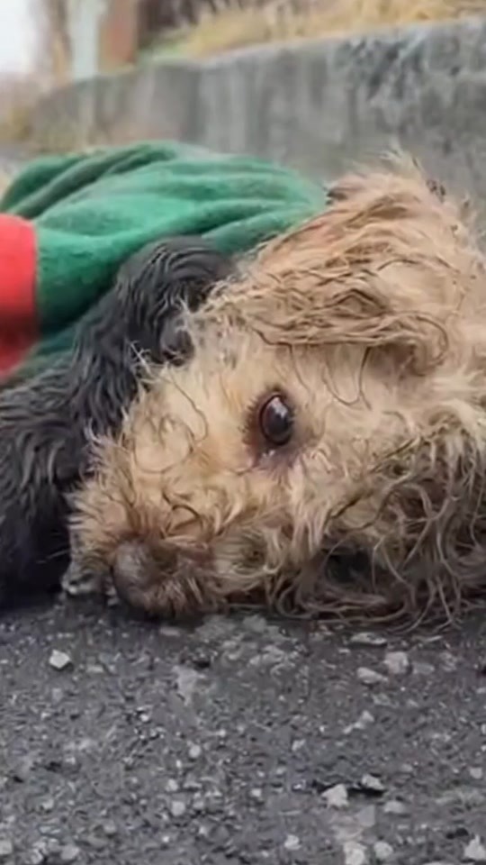 A Tiny Dog Was Found Lying Helpless on the Road