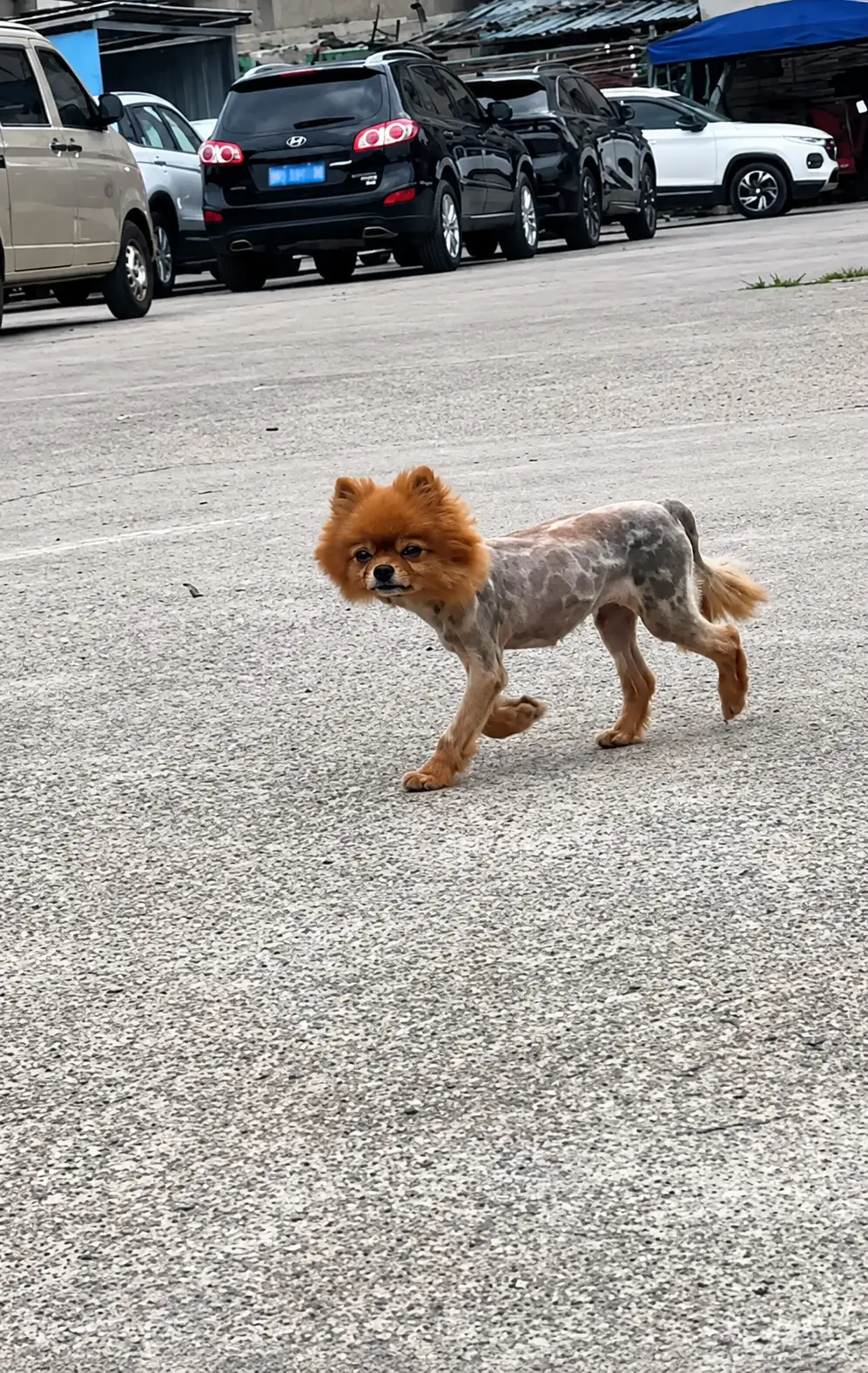 A Tiny Dog With a Shaved Body Wandered Alone
