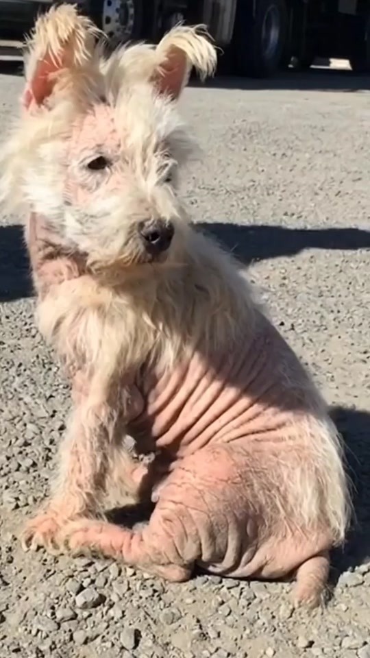 A Tiny Hairless Dog Sat Alone in the Sun