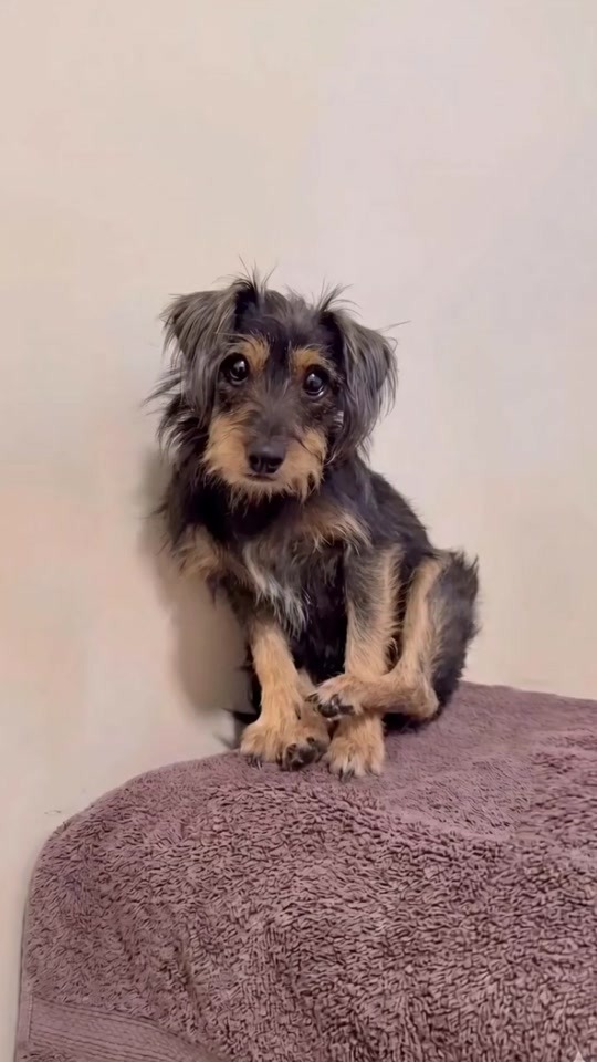 A Tiny Injured Dog Sat Quietly on a Blanket
