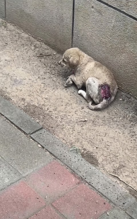 A Tiny Puppy Cried Beside a Wall