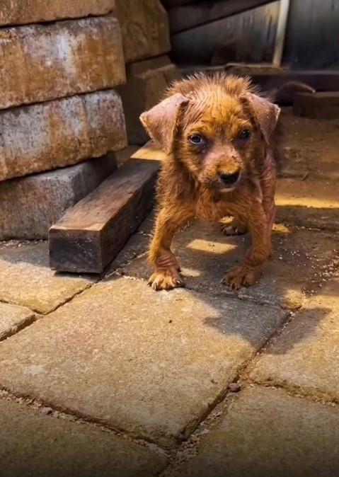 A Tiny Puppy Left Alone by the River