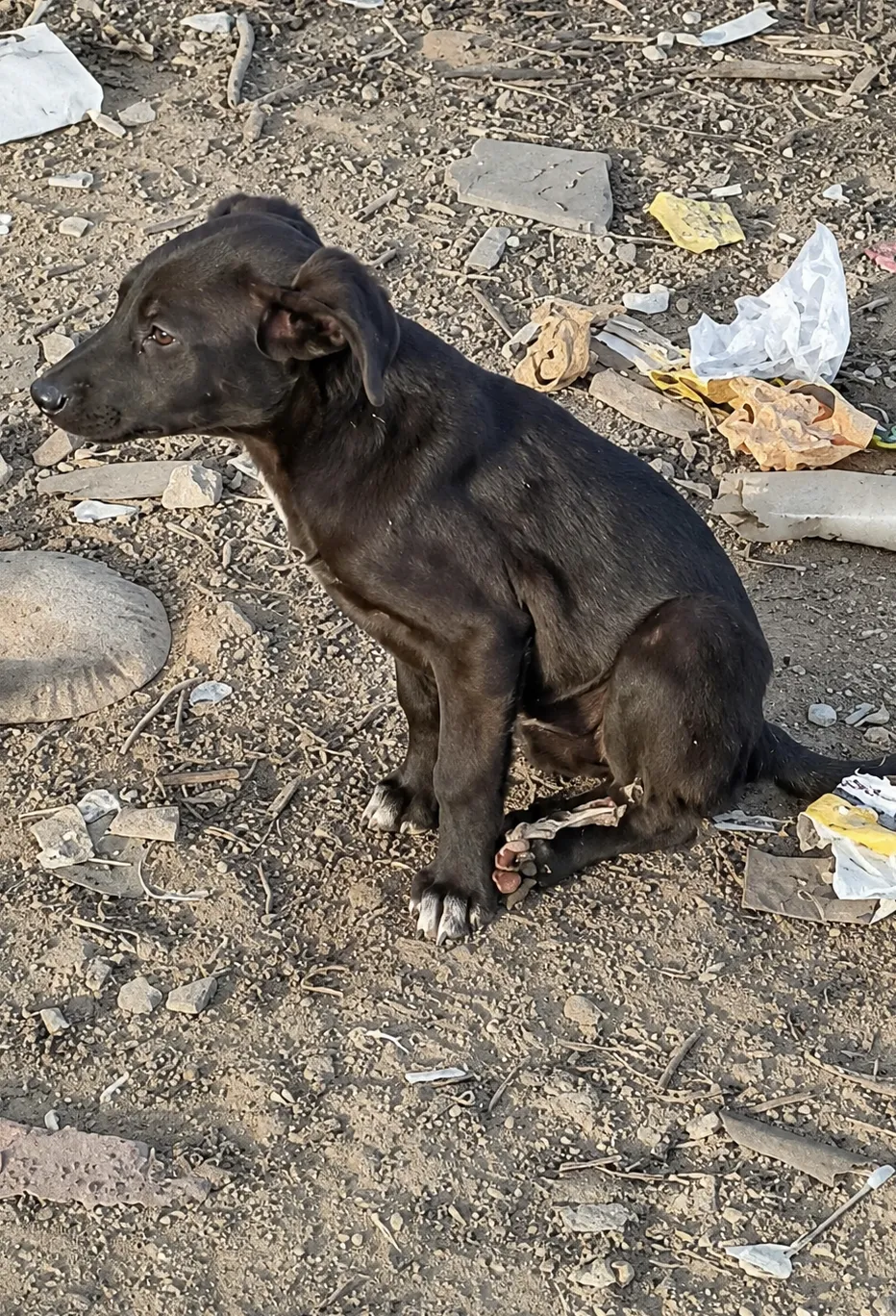 A Tiny Puppy Left Alone on the Street