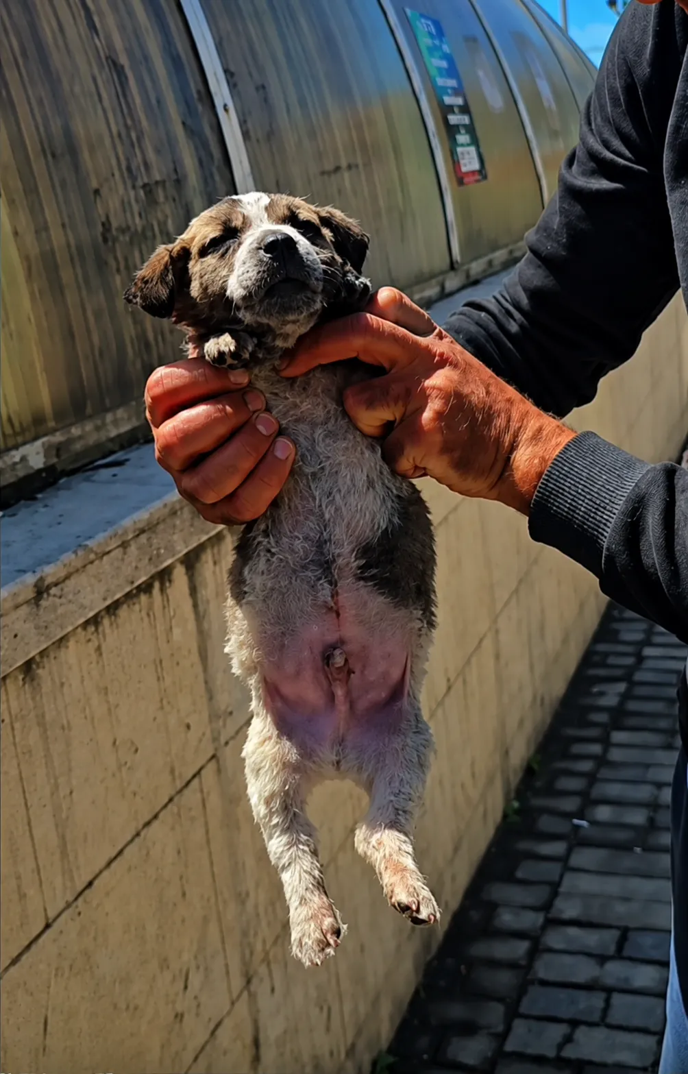 A Tiny Puppy Left With Nothing But a Cardboard Box