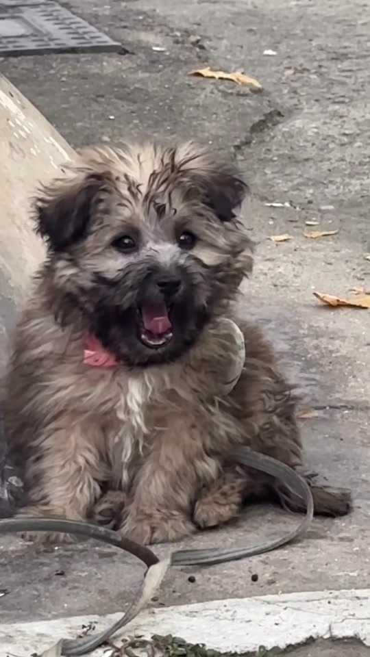A Tiny Puppy Sat Beside a Storm Drain