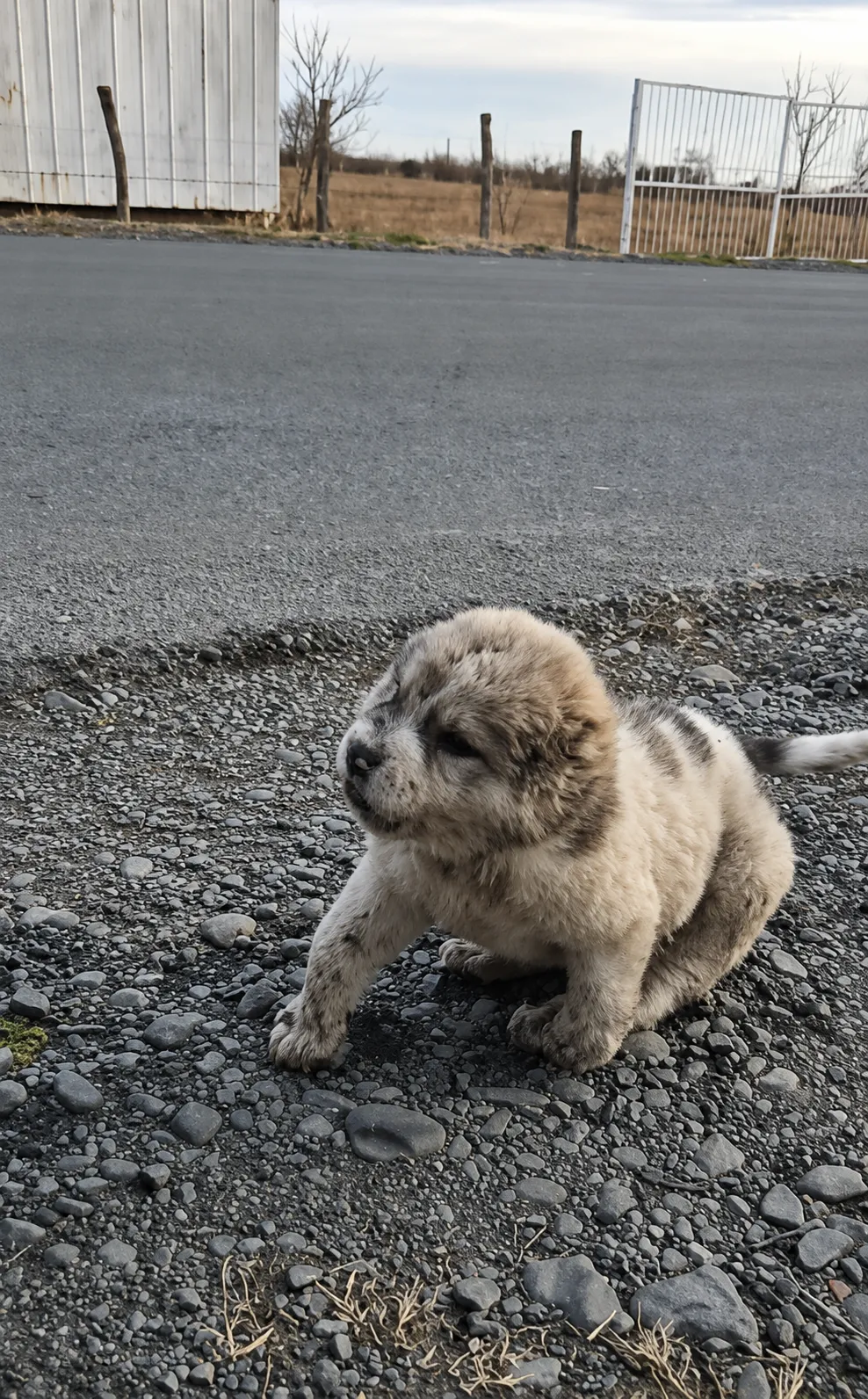 A Tiny Puppy Was Crawling Alone Beside the Road