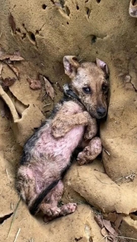 A Tiny Puppy Was Found Barely Moving in the Dirt