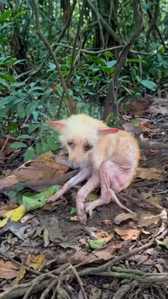 A Tiny Puppy Was Found Crying Alone in the Woods
