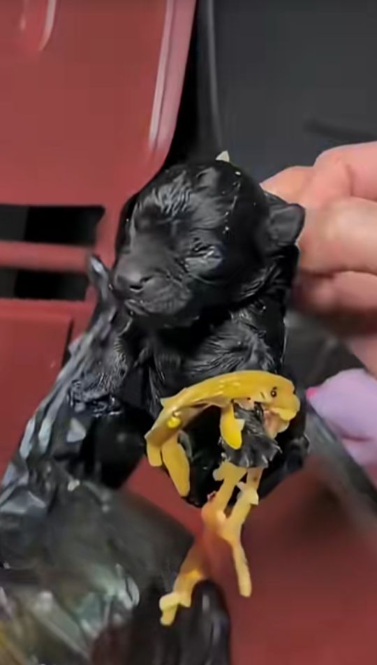 A Tiny Puppy Was Found in a Trash Can