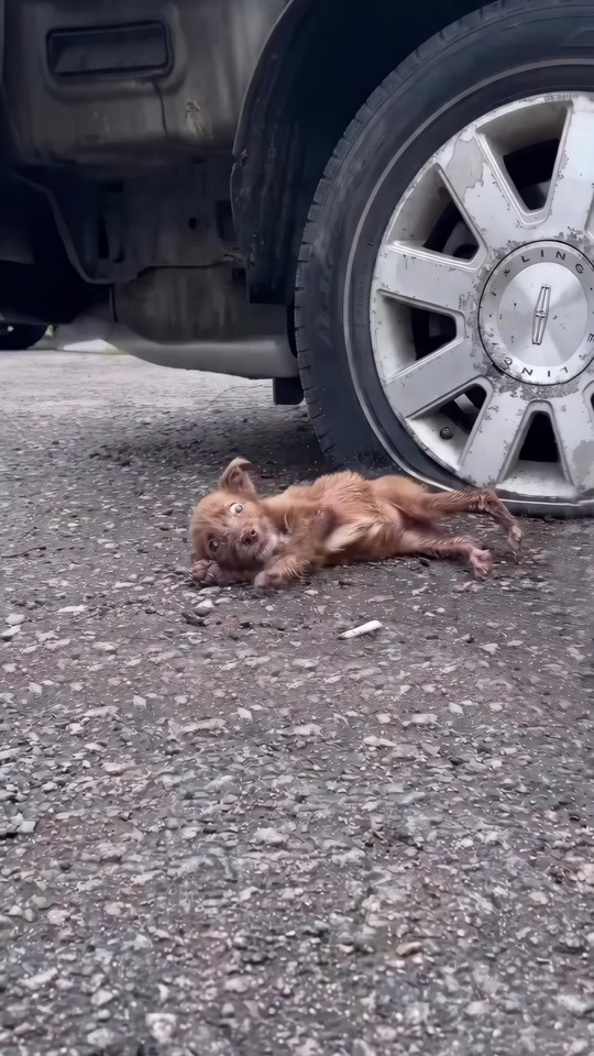 A Tiny Puppy Was Found Lying Under a Car