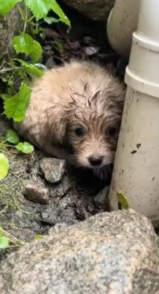 A Tiny Puppy Was Found Shivering Between Rocks 
